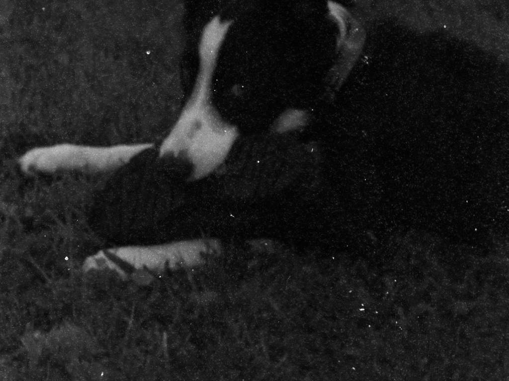 a black and white image of a young border collie named Mòine laying on the grass with a boot in his mouth, with white dotted marks overlaying the image, decorating his eyes