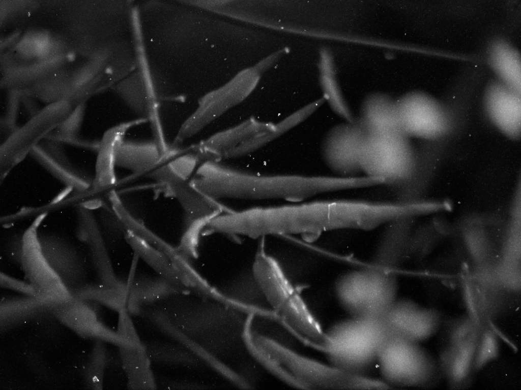 a black and white image of choy sum seed pods bearing water