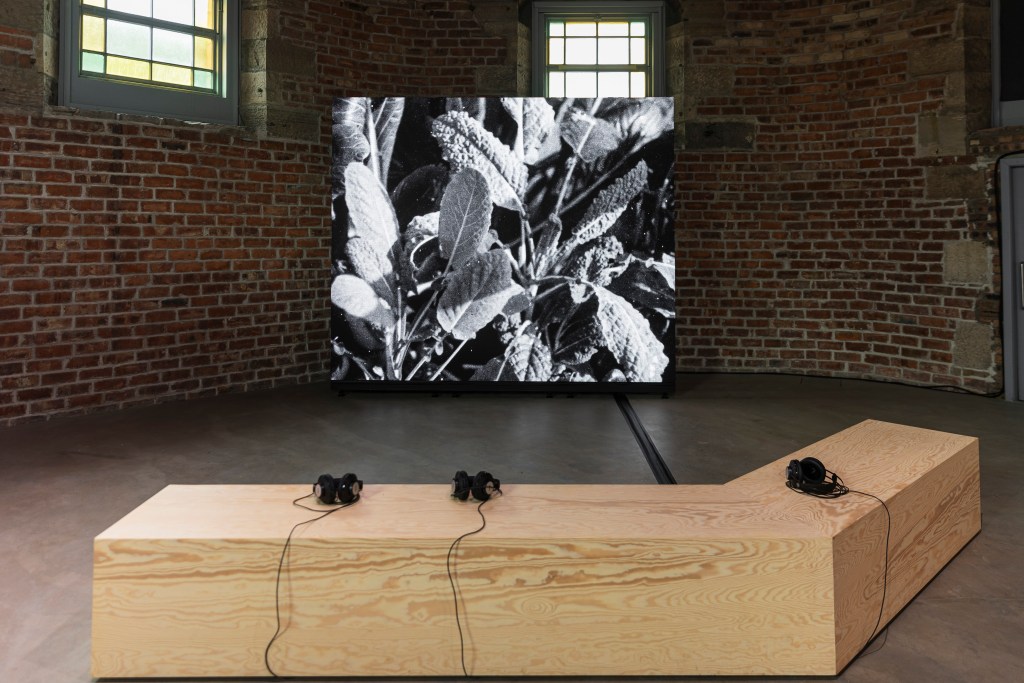 installation view of the film, on large screen and paused at the image of kales growing in soil. A wooden bench is positioned in front of the screen with three pairs of headphones.