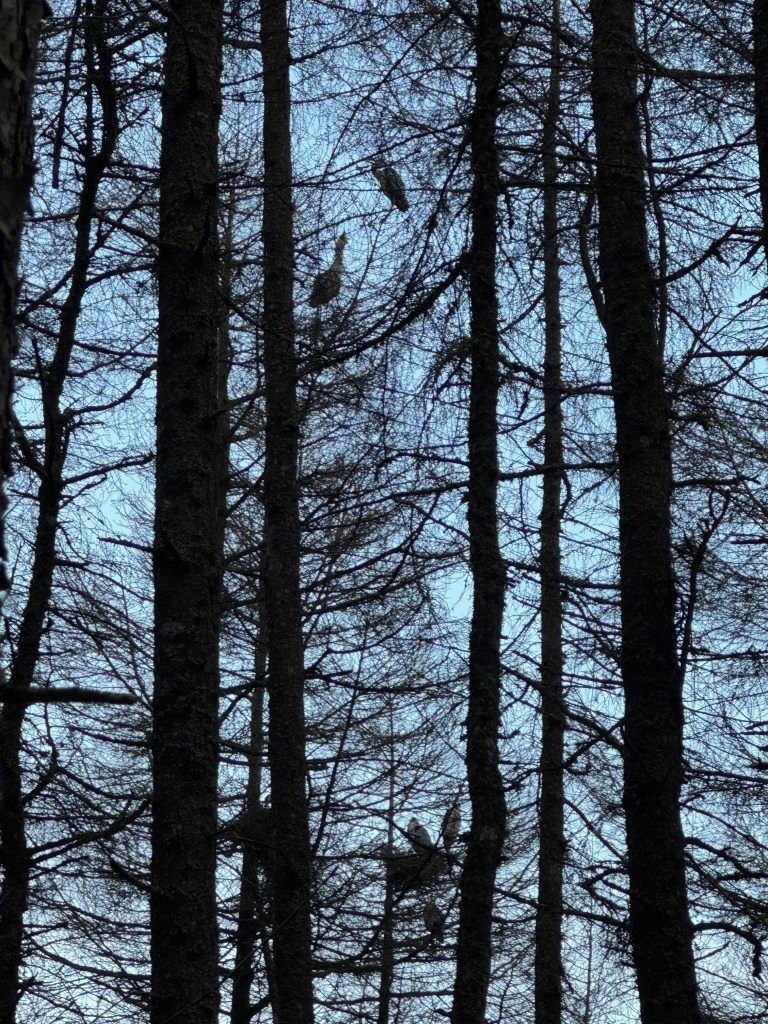 heronry amidst pine trees
