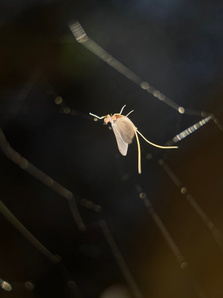 the transparent body of a mayfly attached to spider webs