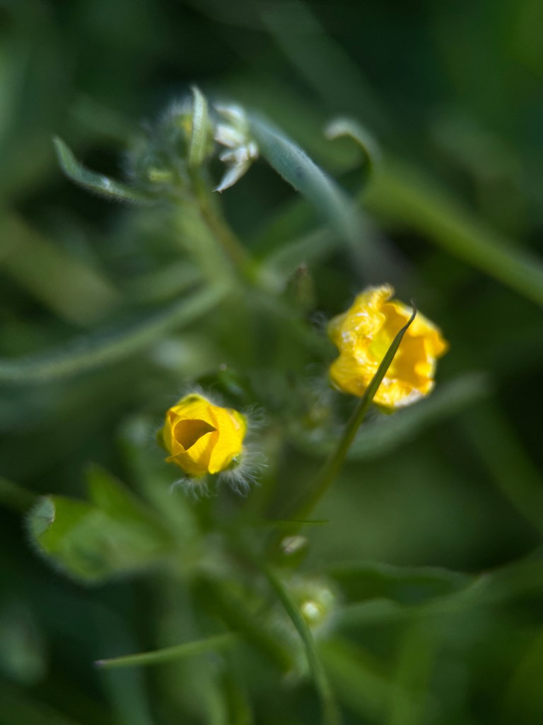 buttercup not yet fully opened, seen from above
