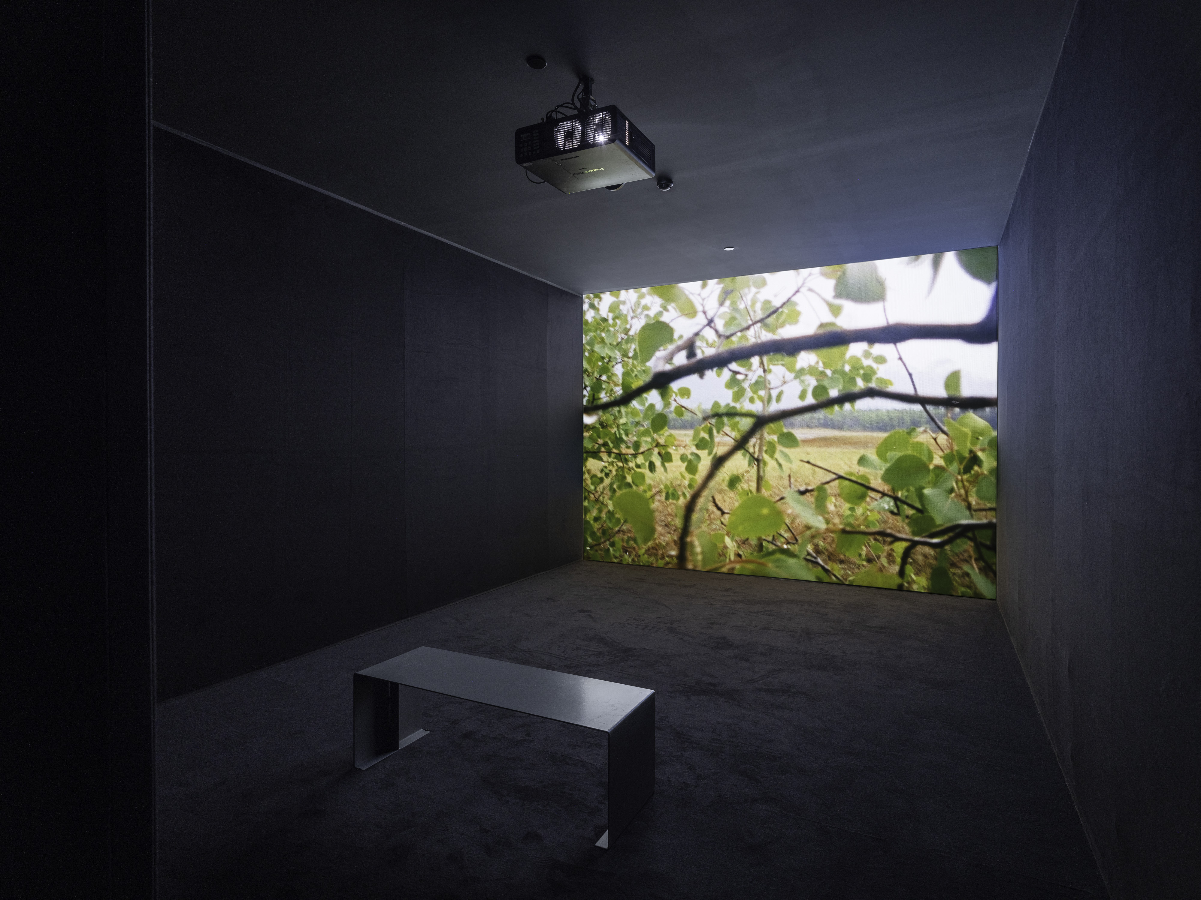 Installation view of the film, on a large screen, with a bench in front of the image, and a projector suspended from the ceiling. The image is of branches covering the landscape.