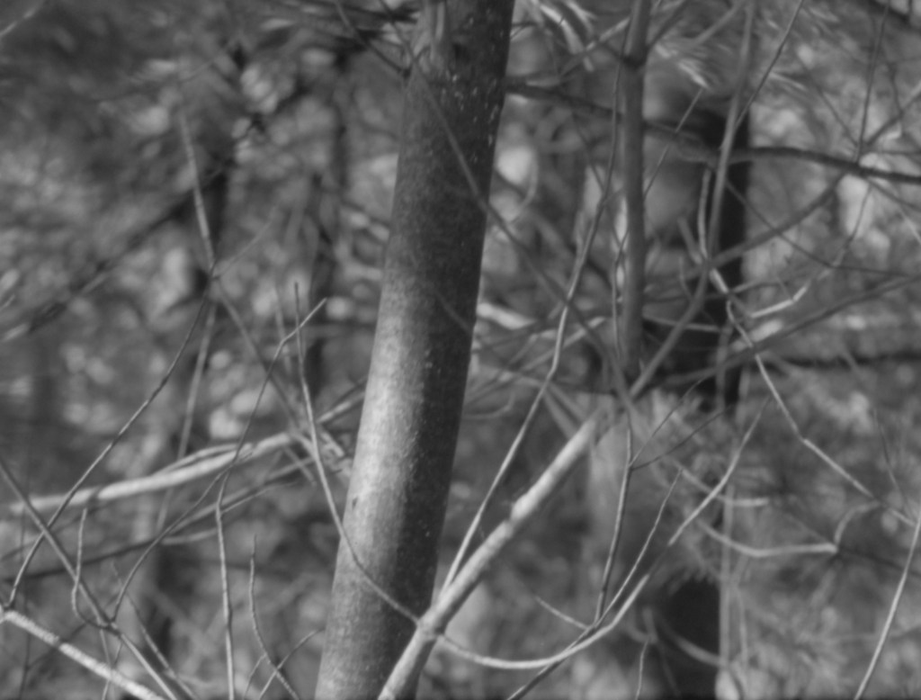 a tree trunk partially lit
